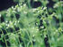 Arabidopsis flowers
