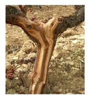 grapevine trunk disease