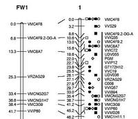 Genetic map